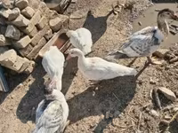 Ducks — foto 2