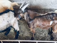 Bode, Nubian Goat — foto 2