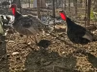 Turkeys — zdjęcie 2