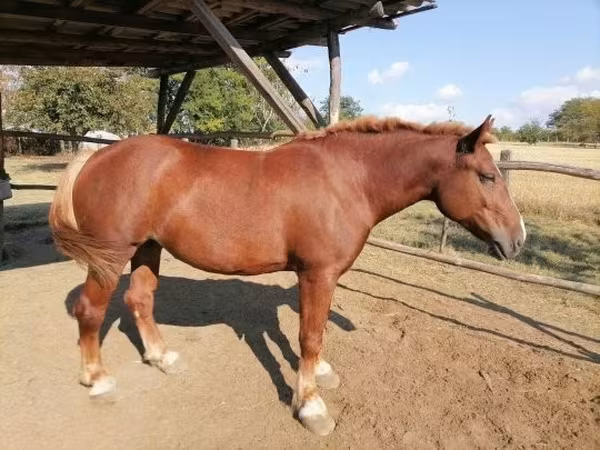 Égua, Hungarian horse breed