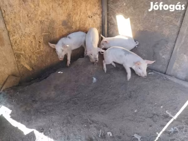 Свиноматка, Свиньи
