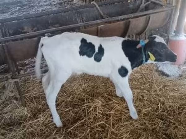 Bik, Russian Black pied cattle