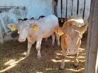 公牛, Simmental cattle — 照片 3