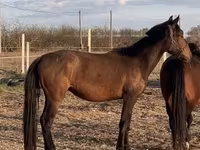 Кобила, Nonius horse — фото 1