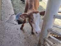 Bovins (lot, sexe non indiqué), Simmental cattle — photo 6