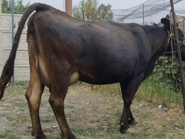 Корова, Simmental cattle