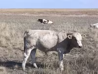 Бұқа, Ірі қара — 1-сурет