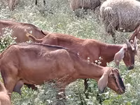 Koza, Nubian Goat — zdjęcie 3