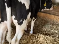 Bull, Holstein breed — photo 7