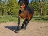 Hengst, Hungarian horse breed — Foto 3