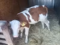 公牛, Simmental cattle — 照片 4