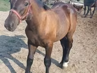 Koń, Hungarian horse breed — zdjęcie 5