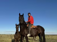 Kobila, Friesian — fotografija 8