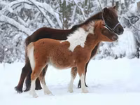 Pastuv, American shetland pony — fotografija 6