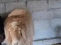 Ovan, Rhon sheep — fotografija 3