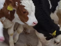 Bik, Simmental cattle — fotografija 3