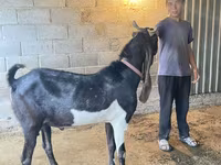 Bode, Kamori goats — foto 2