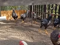 Chickens — Foto 2