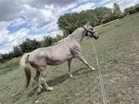 Toychoq, Lipizzaner — 3-rasm