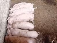 Säue, Schweine — Foto 6