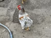 Chickens — fotografija 1