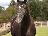 Horse (M), Percheron — photo 3