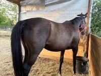Кобила, Nonius horse — фото 3