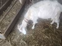 Chèvre, Russian White goat — photo 1