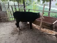 ІҚМ (топ, жынысы көрсетілмеген), Russian Black pied cattle — 2-сурет
