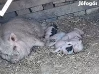 خنزير ذكر, Вьетнамская вислобрюхая — الصورة 1
