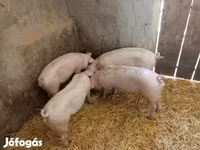 मादा सूअर, सूअर — फ़ोटो 1