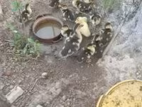 Ducks — Foto 5