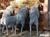 Ovan, Merino sheep — fotografija 3