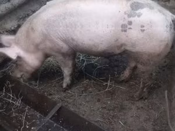 Knur, Świnie — Węgry