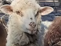 Oveja, Merino sheep — foto 1