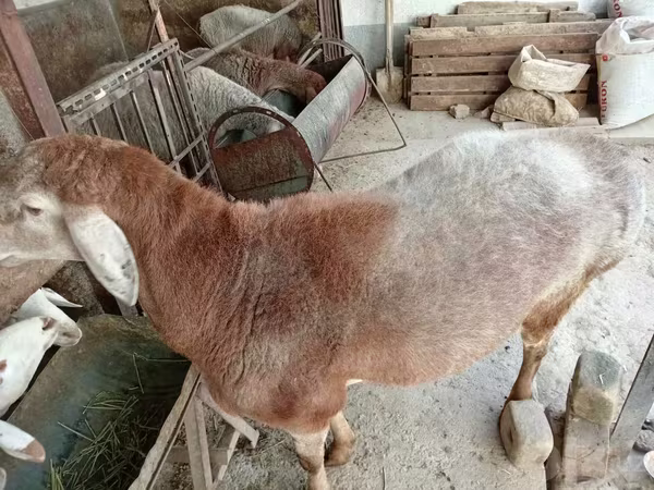 雄羊, Arashan sheep