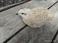 Quails — 写真 5