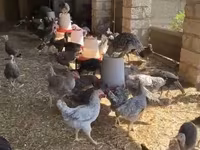 Chickens — fotografija 3