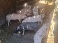 Locha, Świnie — zdjęcie 2