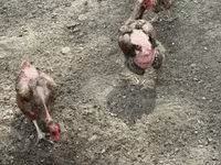 Chickens — fotografija 4