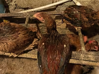 Malay Game — photo 3