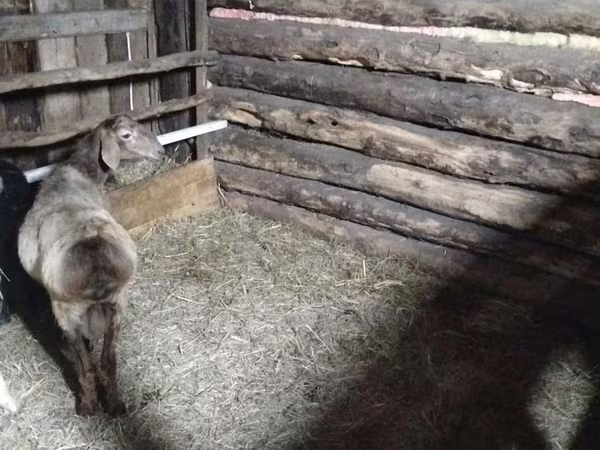 Baran, Arashan sheep