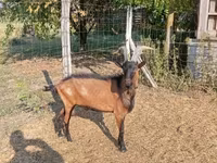 Bode, Alpine goat — foto 4