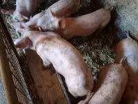 猪（批次，未指定性别）, Pigs — 照片 2