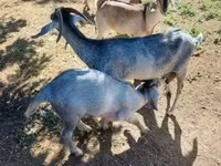 تيس, Nubian Goat — الصورة 2