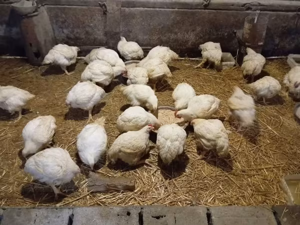 Chickens