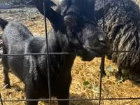 公山羊, Dutch Landrace goats — 照片 2