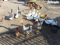 Geese — फ़ोटो 2