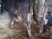 公牛, Russian Black pied cattle — 照片 3