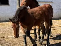Caballo, Caballos — foto 7